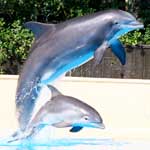dolphin habitat