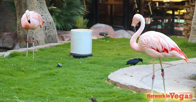 bright pink Chilean Flamingos in Las Vegas