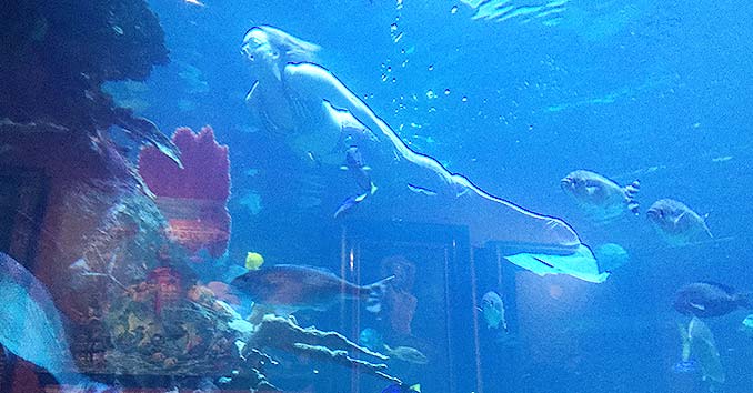 Mermaid Swimming with Tropical Fish at the Silverton Aquarium