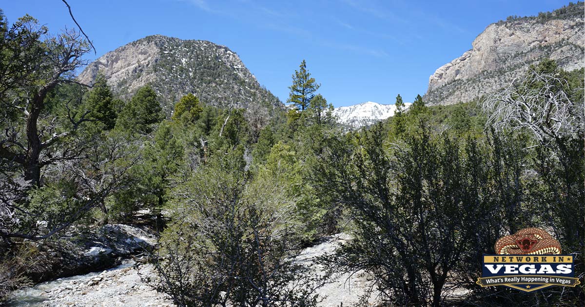 Mt. Charleston Hiking Trail