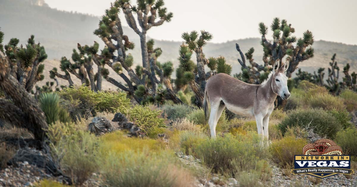 Wildlife in Mt. Charleston